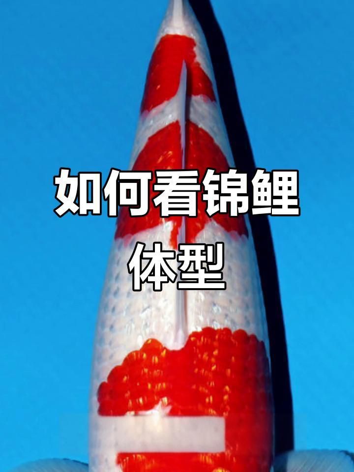 如何挑選高質(zhì)量的錦鯉魚？