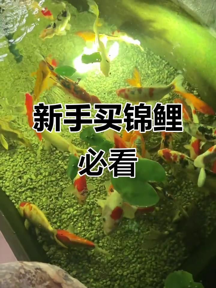 如何挑選高質(zhì)量的錦鯉魚？