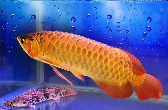 活體金龍魚：關于活體金龍魚的一些信息