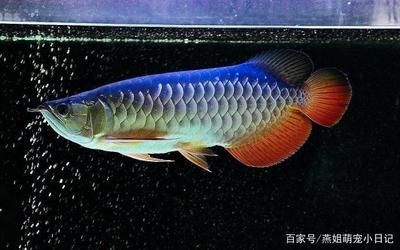 喂龍魚吃什么最好養：喂養龍魚的最佳食物 喂龍魚吃什么最好養：喂養龍魚的最佳食物 龍魚百科 第1張