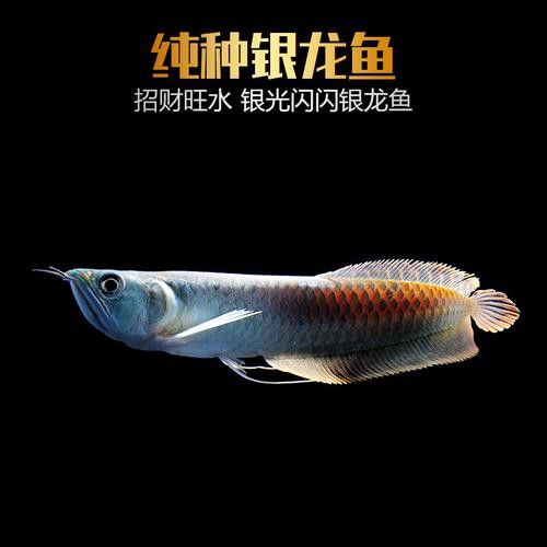 最長的銀龍魚圖片