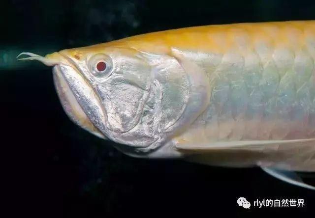 最長的銀龍魚圖片