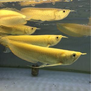 最長的銀龍魚圖片