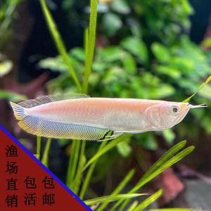 最長的銀龍魚圖片