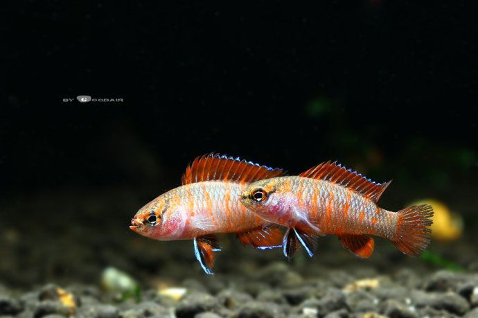 火焰變色龍魚(yú)能混養(yǎng)嗎【火焰變色龍魚(yú)與其他魚(yú)混養(yǎng)】