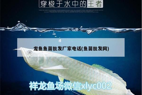 龍魚魚苗批發(fā)市場地址電話（哈爾濱龍魚魚苗批發(fā)市場） 龍魚魚苗批發(fā)市場地址電話（哈爾濱龍魚魚苗批發(fā)市場） 龍魚百科 第5張