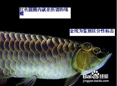 金龍魚級別的區分是什么意思啊：如何通過鱗片的亮度和珠鱗的狀況來判別金龍魚的級別