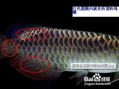 金龍魚級別的區分是什么意思啊：如何通過鱗片的亮度和珠鱗的狀況來判別金龍魚的級別