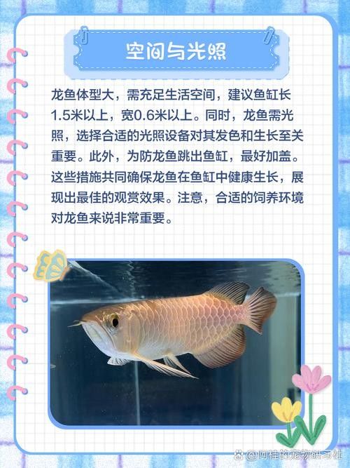 龍魚可以長期吃面包蟲嗎圖片 龍魚可以長期吃面包蟲嗎圖片 龍魚百科 第5張