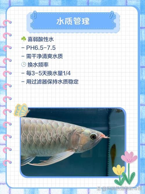 龍魚可以長期吃面包蟲嗎圖片 龍魚可以長期吃面包蟲嗎圖片 龍魚百科 第10張