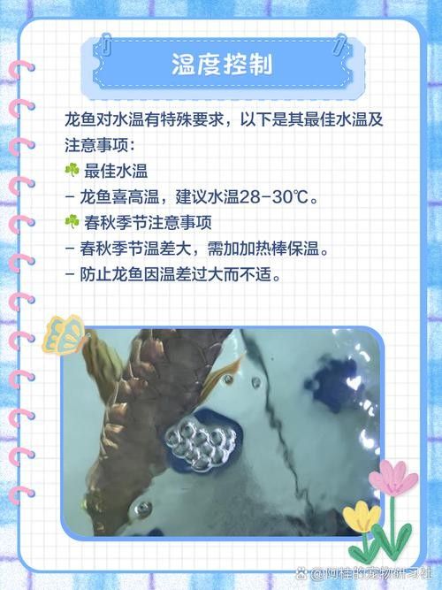 龍魚可以長期吃面包蟲嗎圖片 龍魚可以長期吃面包蟲嗎圖片 龍魚百科 第15張
