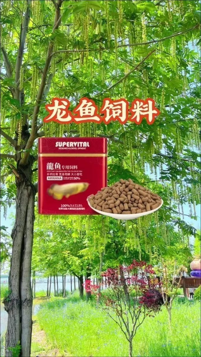 龍魚可以長期吃面包蟲嗎圖片 龍魚可以長期吃面包蟲嗎圖片 龍魚百科 第45張