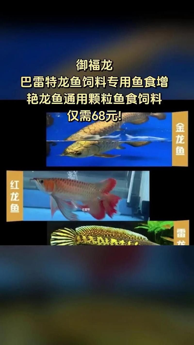 龍魚可以長期吃面包蟲嗎圖片 龍魚可以長期吃面包蟲嗎圖片 龍魚百科 第38張