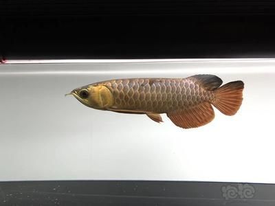 龍魚養(yǎng)三條的原因是什么？：風(fēng)水學(xué)中龍魚養(yǎng)三條的原因主要來自于風(fēng)水學(xué)的吉祥寓意和生態(tài)學(xué)