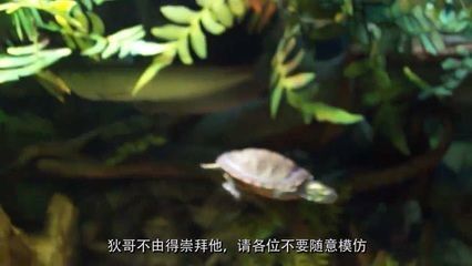 龍魚混養的龜：龍魚與烏龜混養需要注意什么，龍魚和烏龜混養需要注意的事項