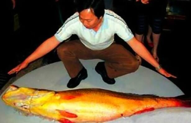 赤血紅龍魚售價多少：赤血紅龍魚售價受多種因素影響赤血紅龍魚售價多少