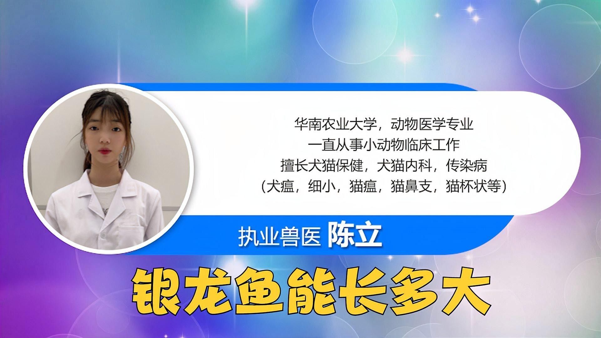 星點龍魚和銀龍魚哪個更適合新手