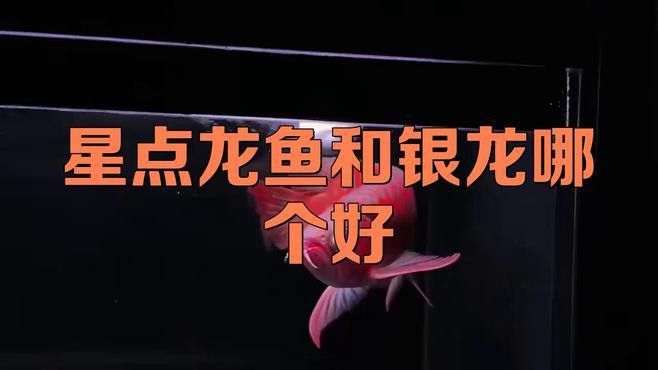 星點龍魚和銀龍魚哪個更適合新手