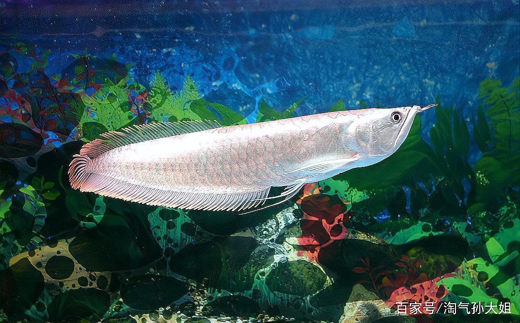 星點龍魚和銀龍魚哪個更適合新手