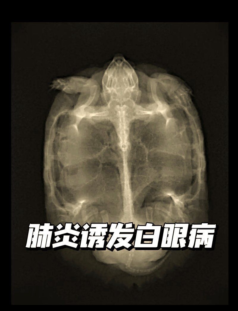 金粉巴西龜視力正常嗎