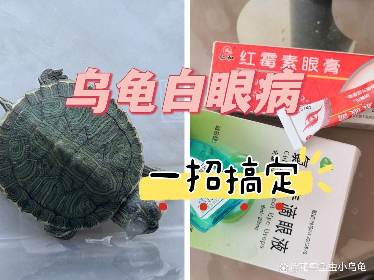 金粉巴西龜視力正常嗎