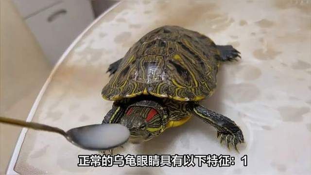 金粉巴西龜視力正常嗎