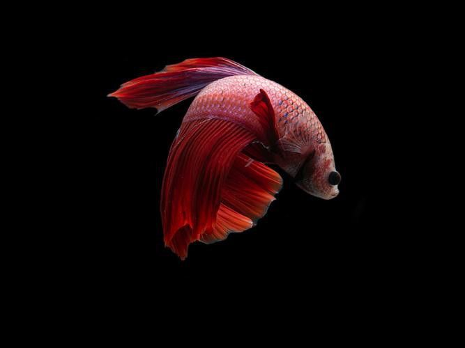 哪種背景最適合拍攝紅龍魚？ 哪種背景最適合拍攝紅龍魚？ 龍魚百科 第6張