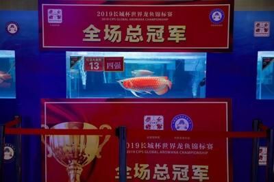 龍魚總冠軍：2023長城杯世界龍魚錦標賽總冠軍詳細信息：紅龍魚市場價格 龍魚總冠軍：2023長城杯世界龍魚錦標賽總冠軍詳細信息：紅龍魚市場價格 龍魚百科 第5張