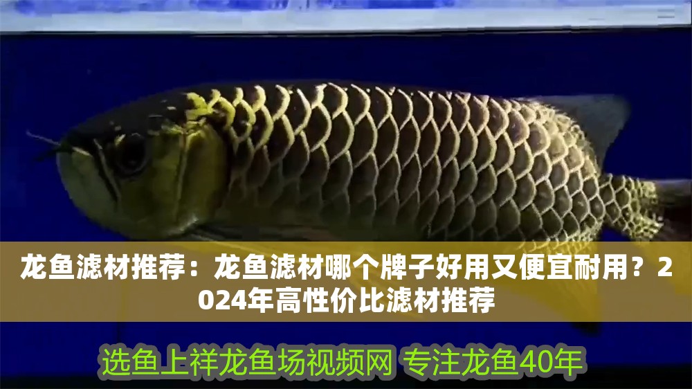 龍魚濾材推薦：龍魚濾材哪個牌子好用又便宜耐用？2024年高性價(jià)比濾材推薦