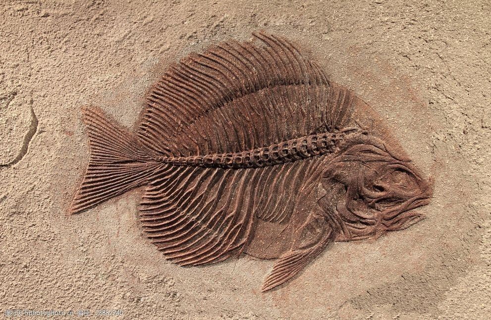 巨型龍魚化石值錢嗎：巨型龍魚化石值錢嗎？