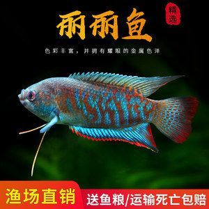 黃曼龍魚(yú)和藍(lán)曼龍魚(yú)哪個(gè)好養(yǎng)活：黃曼龍魚(yú)和藍(lán)曼龍魚(yú)哪個(gè)好養(yǎng)活呢？ 黃曼龍魚(yú)和藍(lán)曼龍魚(yú)哪個(gè)好養(yǎng)活：黃曼龍魚(yú)和藍(lán)曼龍魚(yú)哪個(gè)好養(yǎng)活呢？ 龍魚(yú)百科 第3張