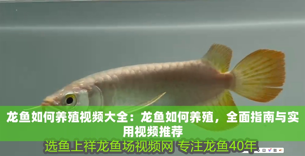 龍魚如何養殖視頻大全：龍魚如何養殖，全面指南與實用視頻推薦