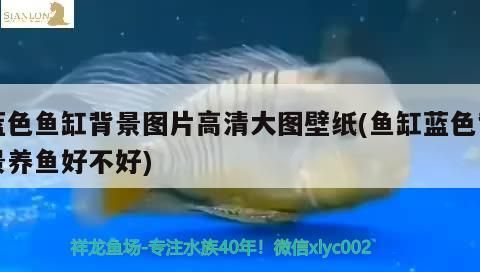 藍色魚缸背景圖片高清大圖壁紙(魚缸藍色背景養魚好不好)