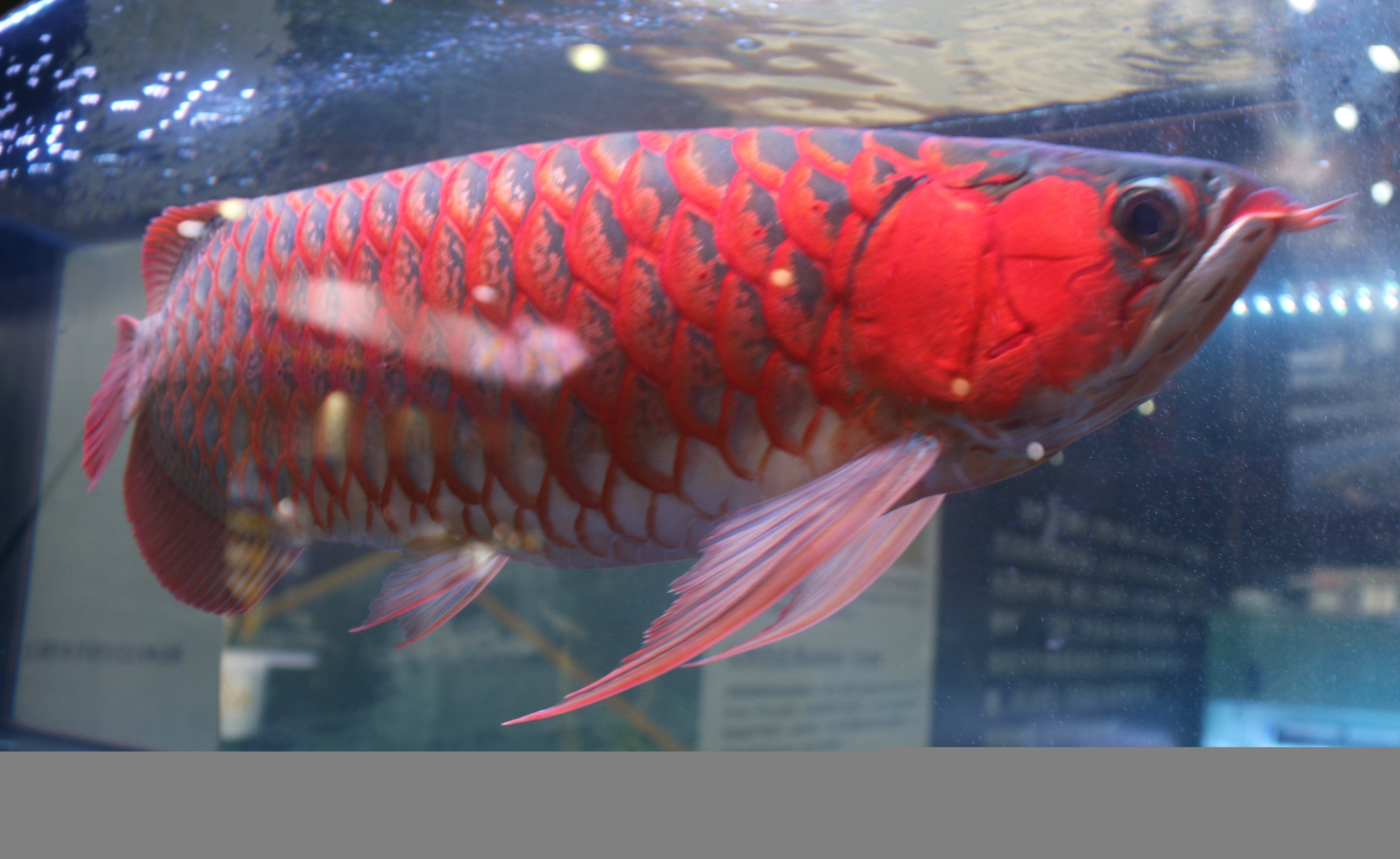 紅龍魚可以養(yǎng)兩條嗎（關(guān)于紅龍魚的飼養(yǎng)數(shù)量）