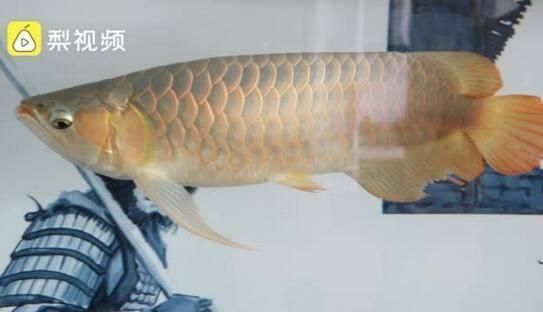 龍魚怎么比賽：龍魚比賽獲獎技巧分享龍魚比賽獲獎技巧分享 龍魚怎么比賽：龍魚比賽獲獎技巧分享龍魚比賽獲獎技巧分享 龍魚百科 第4張