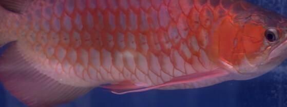 龍魚怎么比賽：龍魚比賽獲獎技巧分享龍魚比賽獲獎技巧分享 龍魚怎么比賽：龍魚比賽獲獎技巧分享龍魚比賽獲獎技巧分享 龍魚百科 第5張
