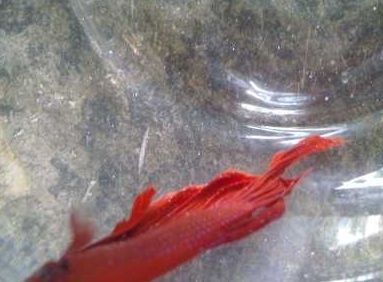 龍魚身上長白毛能為食嗎，：龍魚身上長白毛是否能為食