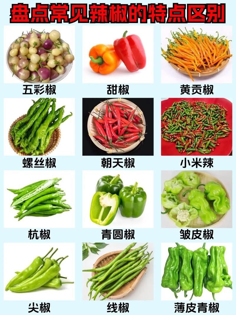 辣椒種類圖帶名稱大全