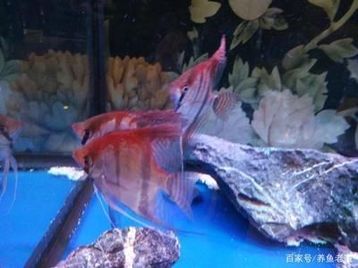 紅龍魚的正確飼養方法熱帶魚怎么養（紅龍魚的正確飼養方法）