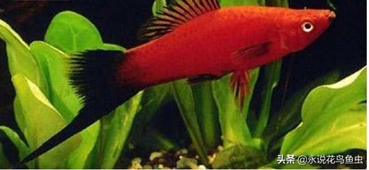 紅龍魚的正確飼養方法熱帶魚怎么養（紅龍魚的正確飼養方法）