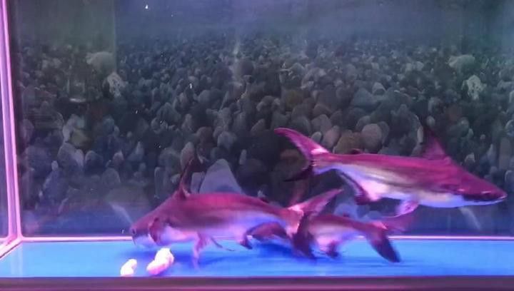 金龍魚和汗鯊混養怎么樣 金龍魚和汗鯊混養怎么樣 龍魚百科 第3張