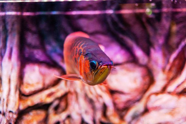 紅辣椒金龍魚價格（紅辣椒金龍魚一般多少錢辣椒紅龍魚一般多少錢）