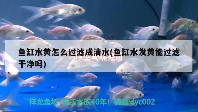 魚缸水黃怎么過濾成清水(魚缸水發黃能過濾干凈嗎)