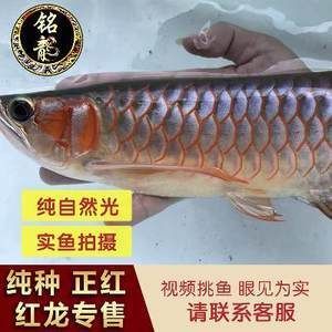 紅龍魚魚苗批發價格表（紅龍魚魚苗價格-最新紅龍魚苗價格、批發報價、價格大全）
