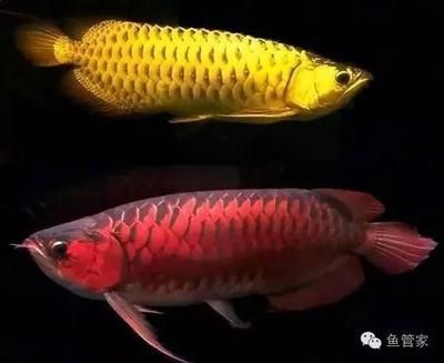 龍魚底部游動：龍魚長時間在魚缸底部游動可能有多種原因，如何處理