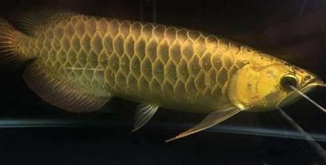龍魚底部游動：龍魚長時間在魚缸底部游動可能有多種原因，如何處理