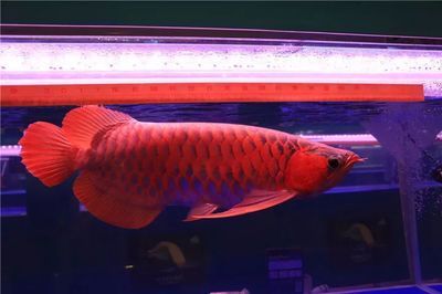 龍魚比賽視頻大全集播放（如何挑選優質的龍魚）