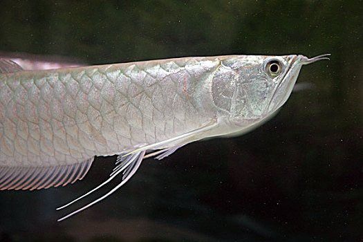 養(yǎng)銀龍魚視頻大全圖片