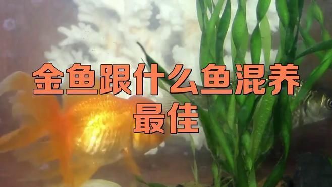 金龍魚眼睛手術后能吃嗎：金龍魚手術后能吃魚嗎