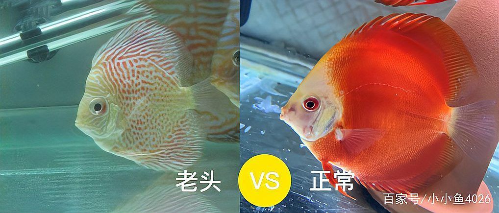 如何區分龍魚中的老頭魚？